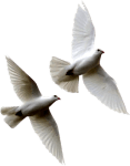 white-doves-psd16781